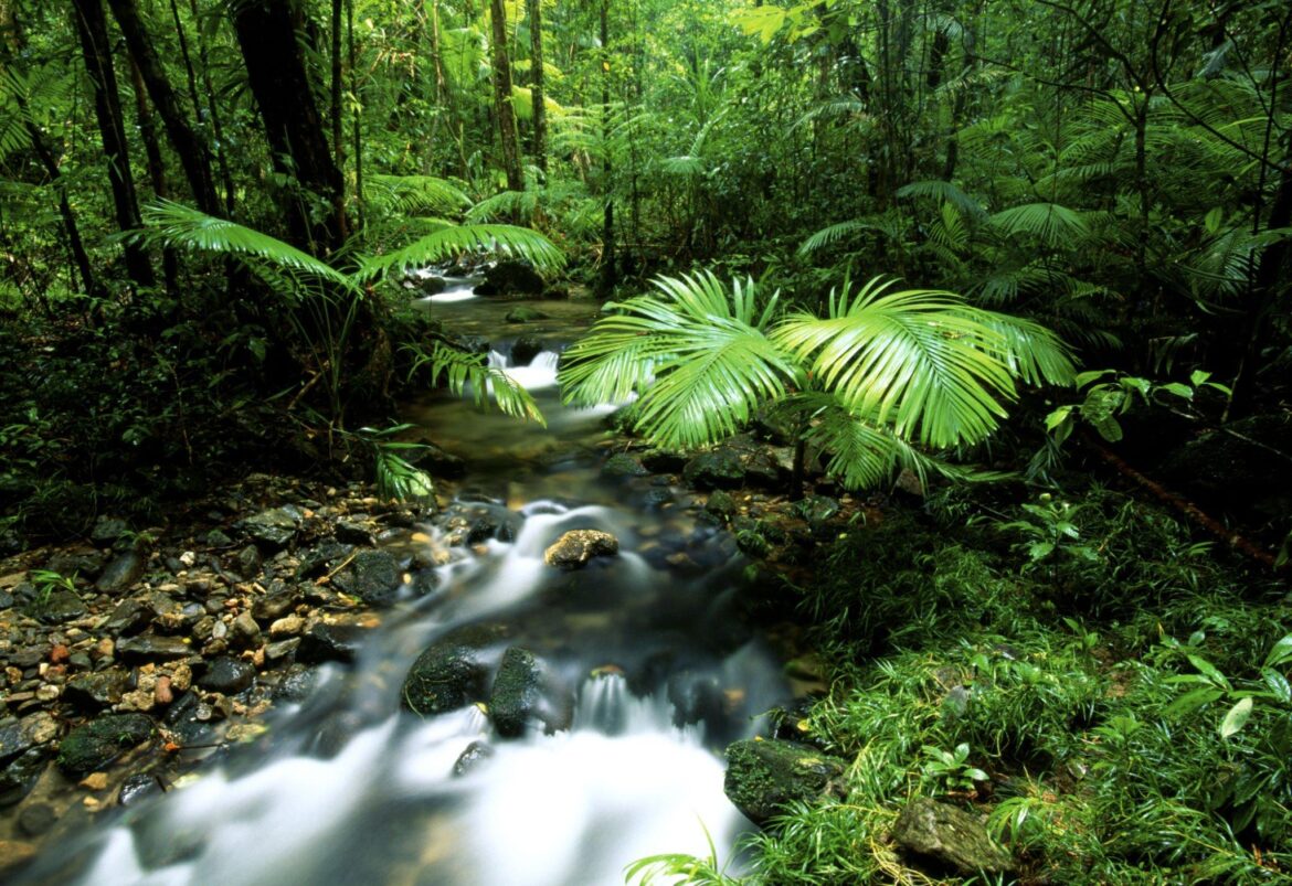 what-makes-you-plan-a-trip-to-daintree-rainforest-abby-tour-travel